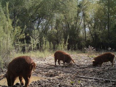 Feral hogs