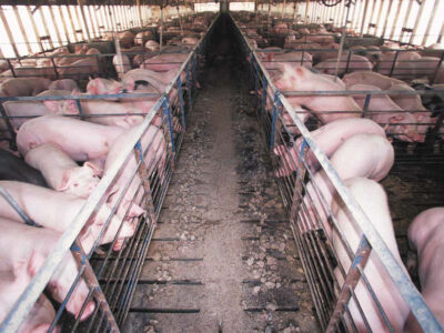 Hog confinement barn