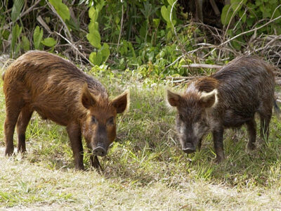 feral pigs