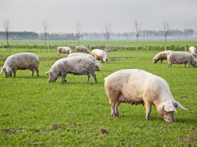 pigs_freerange_grazing