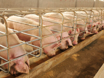 hogconfinement_pigs_sows