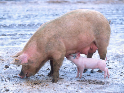 nursing-piglet-outdoor.jpg