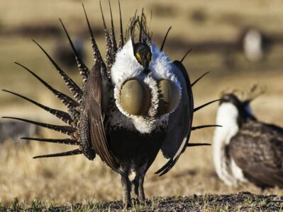 sage grouse 1