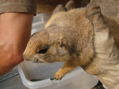 Utah prairie dog