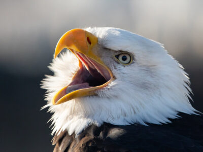 bald_eagle.jpg