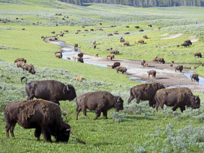 Bison_grazing