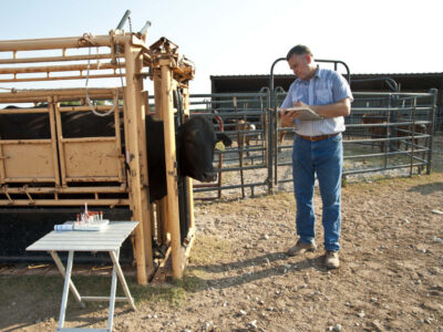 Cattle veterinarian