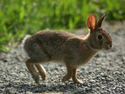 New England Cottontail