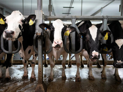 AP_MAY_2024_BIRD_FLU_DAIRY_COWS.jpg