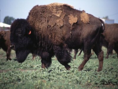 Bison2