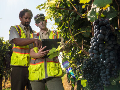 Vineyard inspection