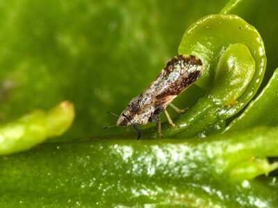 Asian citrus psyllid