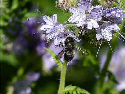 Blue orchard mason bee