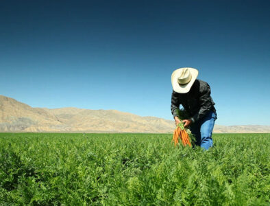 organic carrot farmer