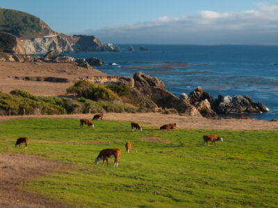 Cattle grazing