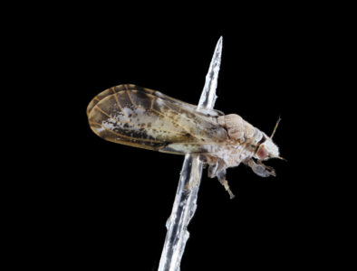 Asian citrus psyllid