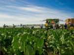 Monterey County farmworkers