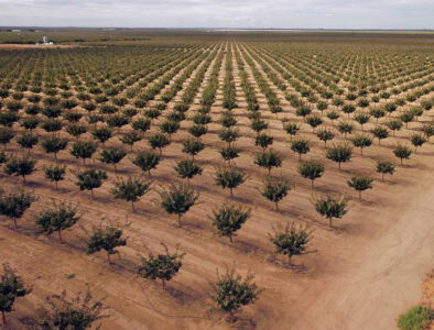 San Joaquin Valley agriculture