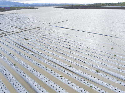 Salinas-California-Flooded-Strawberry-Fields-Strawberry-Commission-1.jpg