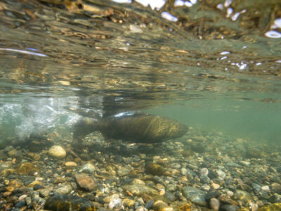 Salmon spawn Feather River DWR