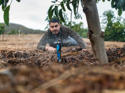 Somis avocado small farm