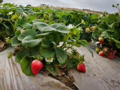 A tarped strawberry field near Castroville, CA