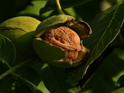 Walnut orchard