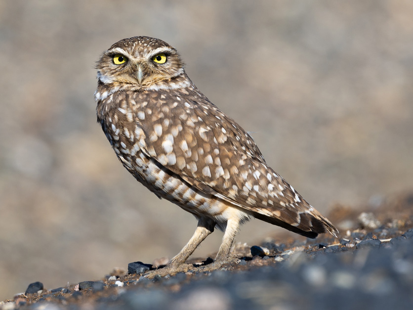 Western burrowing owl Glenn County