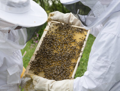 beekeepers