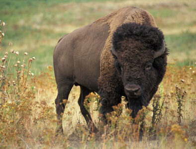 buffalo