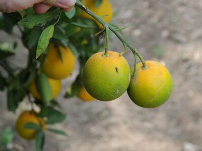 citrus greening