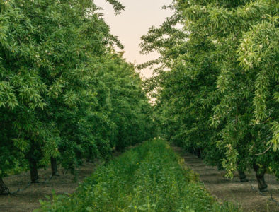 cover crops around almond trees