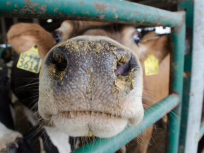 dairy cow at digester facility