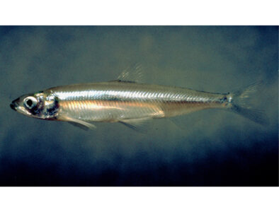 delta smelt