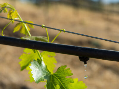 drip irrigation