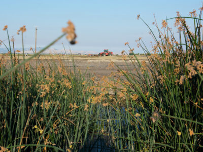 habitat restoration near field DWR