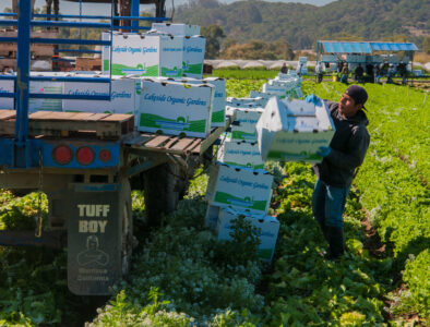 lettuce harvest