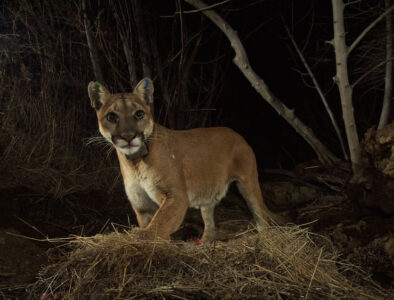 mountain lion