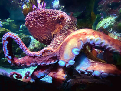 octopus in aquarium