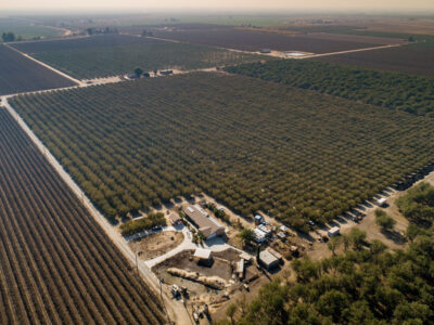 pistachio farm