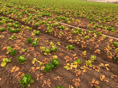 romaine-field-pythium-damage-836x627optimized.jpg