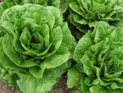 romaine lettuce