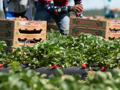 strawberry picking