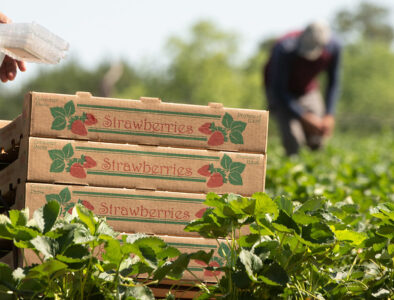 strawberry picking