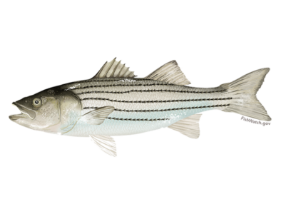 striped bass