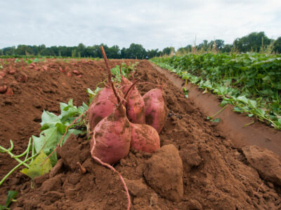 sweet potatoes