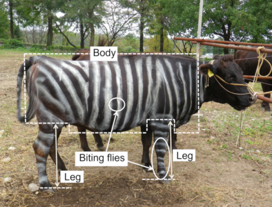 zebra cow