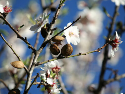 Almond tree