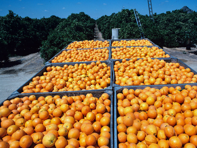 Few oranges. Апельсиновая ферма. Апельсины экспорт. Апельсиновая ферма в Испании. Португалия апельсины экспорт.