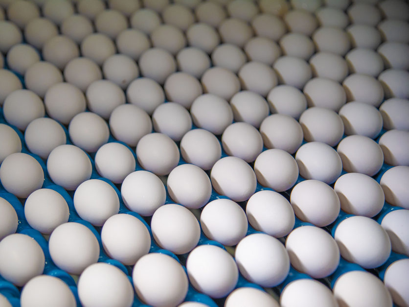 Eggs-citing arrival at Willow Creek Hatchery: 80,000 fertilized